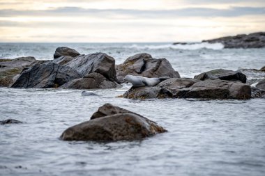 Foklu İzlanda deniz manzarası. Güneydoğu İzlanda sahillerinde fokları olan Stoksnes yakınlarındaki Vestrahorn İzlanda 'nın muhteşem manzarası. İzlanda, Avrupa. İnanılmaz doğal manzara. Popüler seyahat yerleri