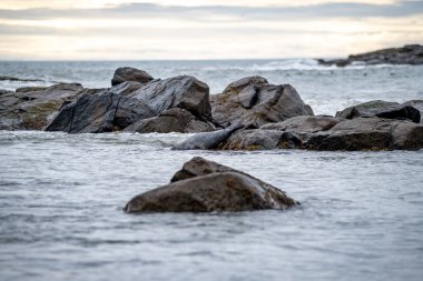 Foklu İzlanda deniz manzarası. Güneydoğu İzlanda sahillerinde fokları olan Stoksnes yakınlarındaki Vestrahorn İzlanda 'nın muhteşem manzarası. İzlanda, Avrupa. İnanılmaz doğal manzara. Popüler seyahat yerleri