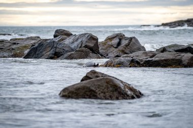 Foklu İzlanda deniz manzarası. Güneydoğu İzlanda sahillerinde fokları olan Stoksnes yakınlarındaki Vestrahorn İzlanda 'nın muhteşem manzarası. İzlanda, Avrupa. İnanılmaz doğal manzara. Popüler seyahat yerleri