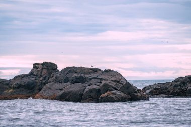 Foklu İzlanda deniz manzarası. Güneydoğu İzlanda sahillerinde fokları olan Stoksnes yakınlarındaki Vestrahorn İzlanda 'nın muhteşem manzarası. İzlanda, Avrupa. İnanılmaz doğal manzara. Popüler seyahat yerleri