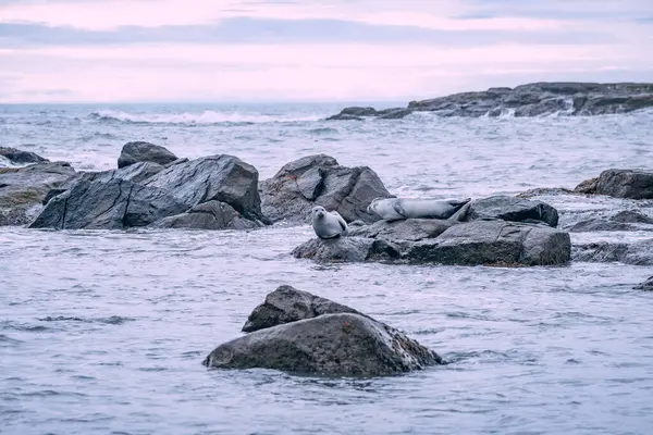 Foklu İzlanda deniz manzarası. Güneydoğu İzlanda sahillerinde fokları olan Stoksnes yakınlarındaki Vestrahorn İzlanda 'nın muhteşem manzarası. İzlanda, Avrupa. İnanılmaz doğal manzara. Popüler seyahat yerleri