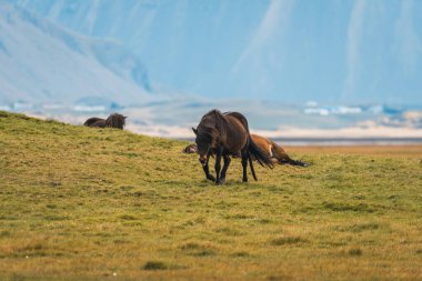 İzlanda 'nın arka planında İzlanda atları ve dağlar var. Yazın at ile İzlanda çayırları