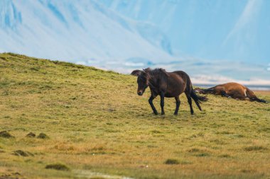 İzlanda 'nın arka planında İzlanda atları ve dağlar var. Yazın at ile İzlanda çayırları
