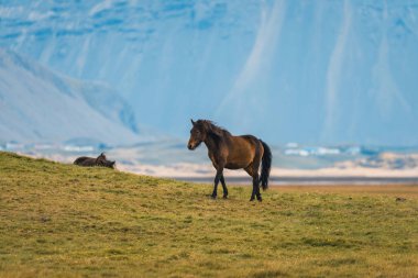 İzlanda 'nın arka planında İzlanda atları ve dağlar var. Yazın at ile İzlanda çayırları