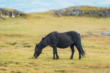 İzlanda 'nın arka planında İzlanda atları ve dağlar var. Yazın at ile İzlanda çayırları