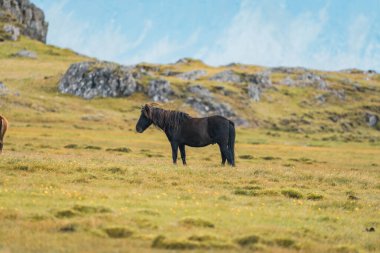 İzlanda 'nın arka planında İzlanda atları ve dağlar var. İzlanda