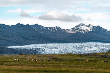İzlanda'daki Solheimajokull Buzulu