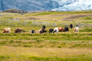 İzlanda'daki Solheimajokull Buzulu