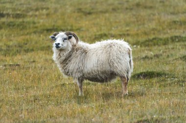 İzlanda 'nın İskoçya' sında koyun