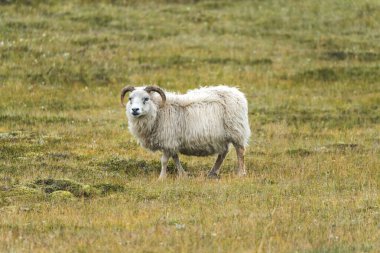 İzlanda 'nın İskoçya' sında koyun