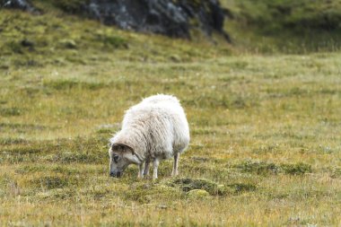 İzlanda 'nın İskoçya' sında koyun