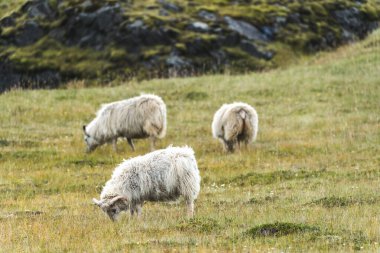 İzlanda 'nın İskoçya' sında koyun