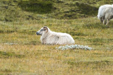İzlanda 'nın İskoçya' sında koyun