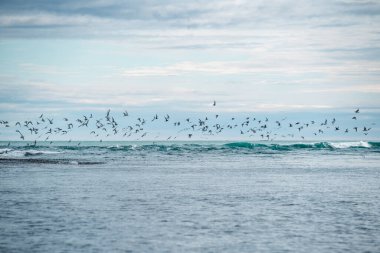 Günbatımında İzlanda 'daki Jokulsarlon buzulu gölünün yakınlarında Diamond Beach' te ternler.