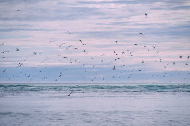 Günbatımında İzlanda 'daki Jokulsarlon buzulu gölünün yakınlarında Diamond Beach' te ternler.