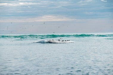 Günbatımında Jokulsarlon buzulu yakınlarında Diamond Beach 'te ternler. 