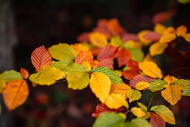 Bavyera 'da bir sonbahar ormanı boyunca yol boyunca renkli yapraklar ve yolun her iki tarafında da yeşil yapraklar var. Arada ladin ağacı gibi küçük bitkiler de var..