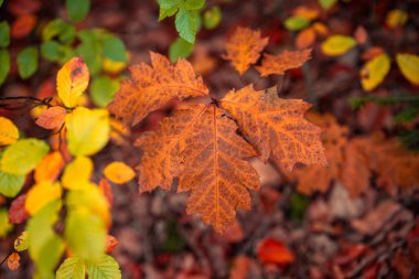 Bavyera 'da bir sonbahar ormanı boyunca yol boyunca renkli yapraklar ve yolun her iki tarafında da yeşil yapraklar var. Arada ladin ağacı gibi küçük bitkiler de var..