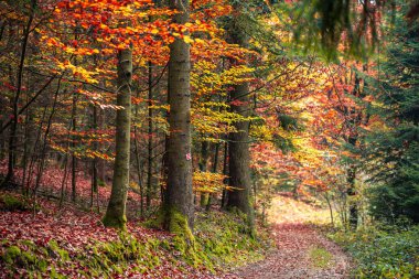 Bavyera 'da bir sonbahar ormanı boyunca yol boyunca renkli yapraklar ve yolun her iki tarafında da yeşil yapraklar var. Arada ladin ağacı gibi küçük bitkiler de var..