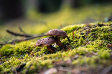 Bavyera 'da bir sonbahar ormanı boyunca yol boyunca renkli yapraklar ve yolun her iki tarafında da yeşil yapraklar var. Arada ladin ağacı gibi küçük bitkiler de var..