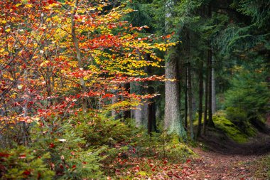 Bavyera 'da bir sonbahar ormanı boyunca yol boyunca renkli yapraklar ve yolun her iki tarafında da yeşil yapraklar var. Arada ladin ağacı gibi küçük bitkiler de var..