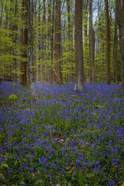 Sabah ışığında çançiçekleri Hallerbos, Belçika 'da