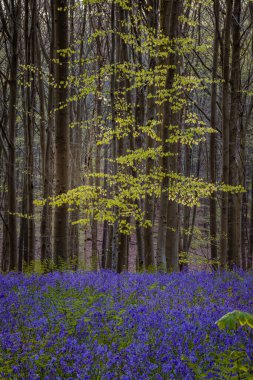 Sabah ışığında çançiçekleri Hallerbos, Belçika 'da