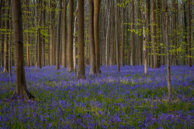 Sabah ışığında çançiçekleri Hallerbos, Belçika 'da