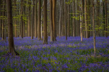 Baharda mavi çan çiçekleri ile Hallerbos Ormanı. Halle, Brüksel 