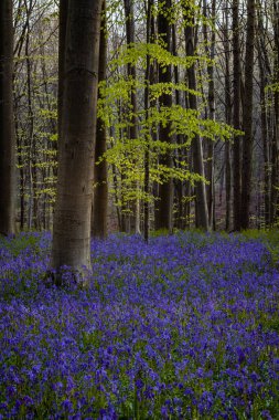 Baharda mavi çan çiçekleri ile Hallerbos Ormanı. Halle, Brüksel 