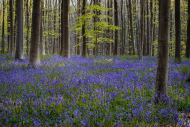 Baharda bir ormanda çan çiçekleri, Hallerbos, Belçika
