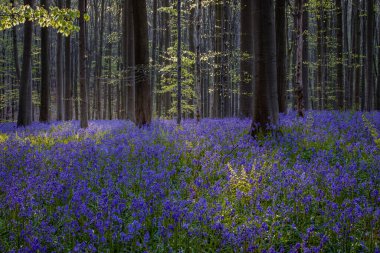 İlkbaharda bir ormanda güzel çan çiçekleri, Hallerbos, Belçika