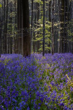 İlkbaharda bir ormanda güzel çan çiçekleri, Hallerbos, Belçika
