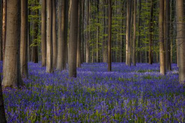 İlkbaharda bir ormanda güzel çan çiçekleri, Hallerbos, Belçika