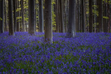 Hallerbos, Belçika 'daki BlueBell ve Beech ormanları. Halle, Hughsel.