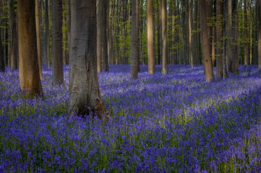 Baharda mavi çan çiçekleri ile Hallerbos Ormanı. Halle, Brüksel 