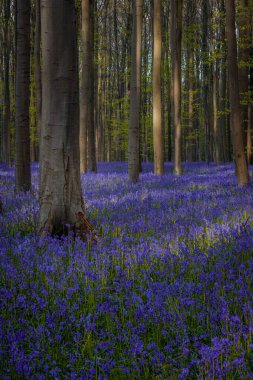 Baharda mavi çan çiçekleri ile Hallerbos Ormanı. Halle, Brüksel 