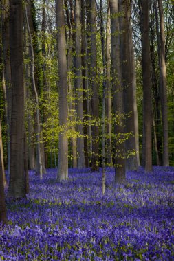 Hallerbos ormanında çan çiçekleri, Hallerbos, Belçika