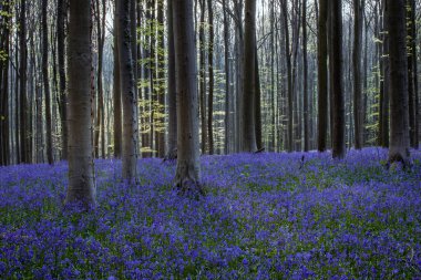 Hallerbos ormanında çan çiçekleri, Hallerbos, Belçika