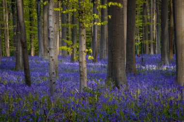 Baharda mavi çan çiçekleri ile Hallerbos Ormanı. Halle, Brüksel Bölgesi, Hallerbos, Belçika.