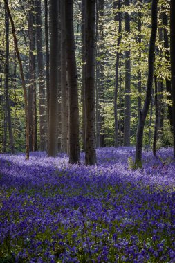 Baharda mavi çan çiçekleri ile Hallerbos Ormanı. Halle, Brüksel Bölgesi, Hallerbos, Belçika.