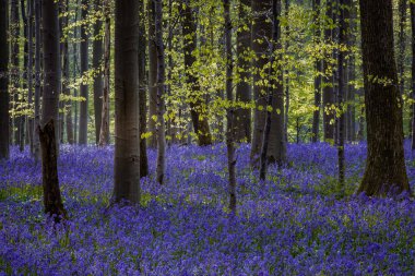 Baharda mavi çan çiçekleri ile Hallerbos Ormanı. Halle, Brüksel Bölgesi, Hallerbos, Belçika.