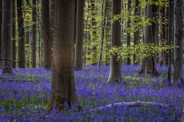 Baharda mavi çan çiçekleri ile Hallerbos Ormanı. Halle, Brüksel Bölgesi, Hallerbos, Belçika.