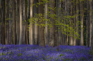 Baharda mavi çan çiçekleri ile Hallerbos Ormanı. Halle, Brüksel Bölgesi, Hallerbos, Belçika.