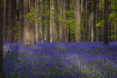 Baharda mavi çan çiçekleri ile Hallerbos Ormanı. Halle, Brüksel 