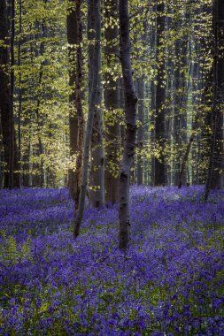 İlkbaharda çan ormanlarındaki patika, Hallerbos, Belçika