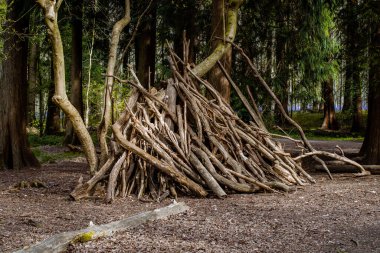 Ormanda çan çiçekleri, Hallerbos, Belçika.