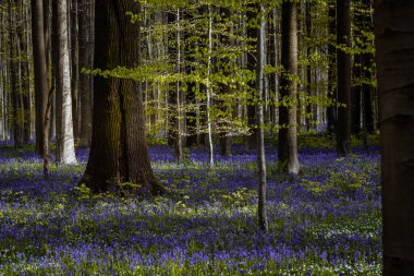 Belçika, Hallerbos 'ta bir ormanda çan çiçekleri açıyor.
