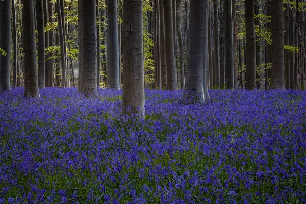 Hallerbos, Belçika 'daki BlueBell ve Beech ormanları. Halle, Hughsel.