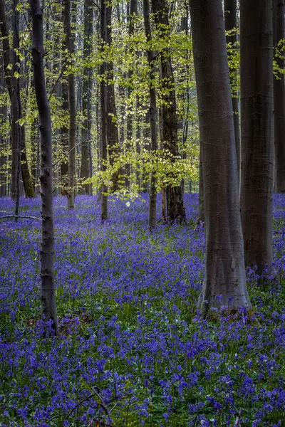 Baharda mavi çan çiçekleri ile Hallerbos Ormanı. Halle, Brüksel Bölgesi, Hallerbos, Belçika.